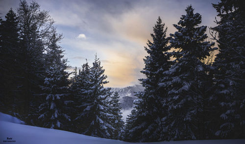 Pine trees against sky