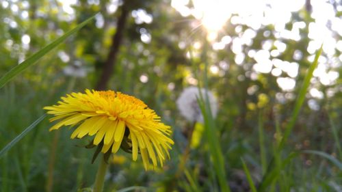 Close-up of yellow flower