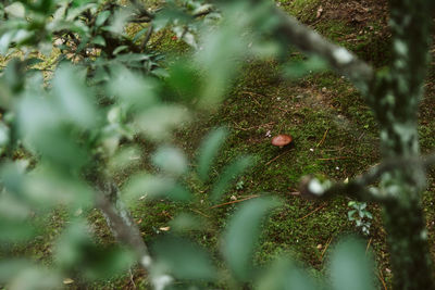 Close-up of fruit on tree