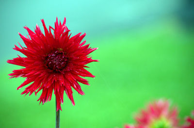 Close-up of red flower