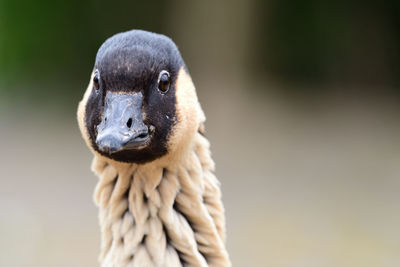 Head shot of a nene 