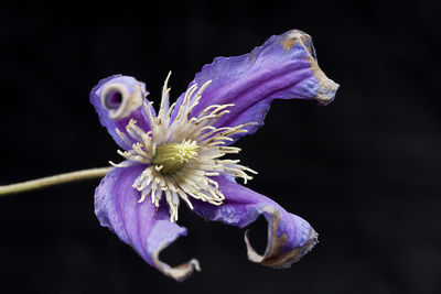 Close-up of purple flower against black background