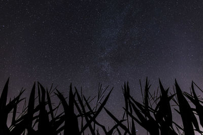 Low angle view of star field against sky at night