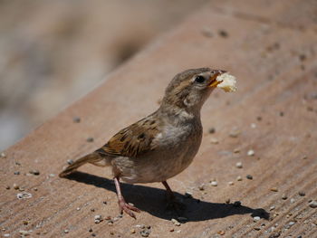 Close-up of bird