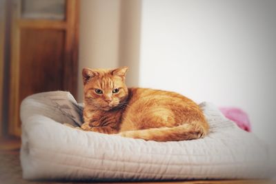 Portrait of cat resting