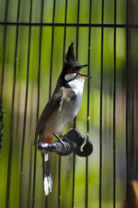 Close-up of bird perching on metal