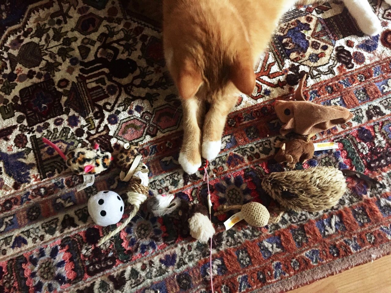 HIGH ANGLE VIEW OF CAT PLAYING WITH CATS ON FLOOR