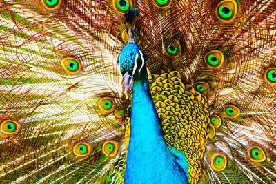 Close-up of peacock