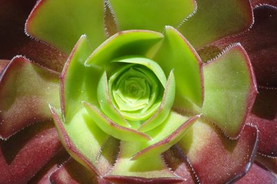 Full frame shot of succulent plant