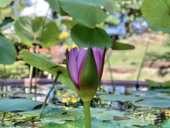 Close-up of water lily in lake