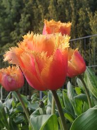 Close-up of red tulip blooming outdoors