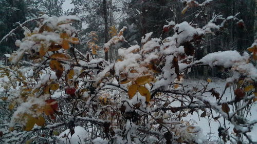 Snow covered pine trees