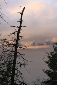 Close-up of silhouette tree against dramatic sky