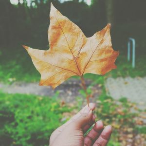 Cropped hand of person holding maple leaf