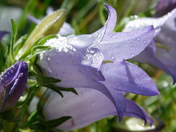 Close-up of water drops on purple flower