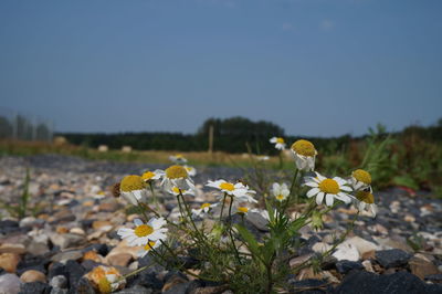 Yellow flowers blooming in field