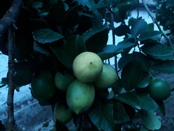 Close-up of fruits growing on tree