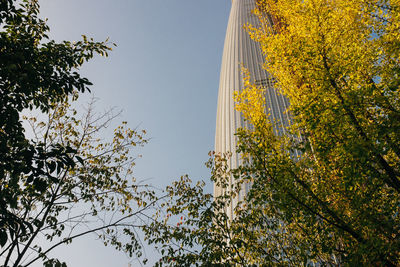 Low angle view of trees against clear sky