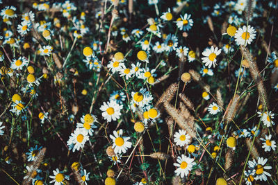 View of white flowering plants on field