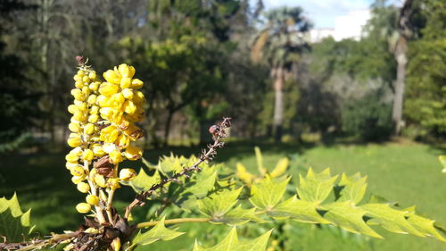 Close-up of yellow flowering plant