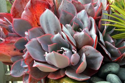 Close-up of red prickly pear cactus