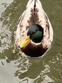 High angle view of mallard duck swimming in lake