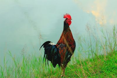 View of a bird on a field