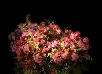 Close-up of pink flowering plant against black background