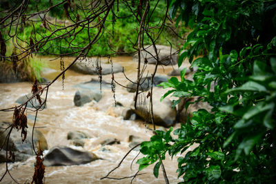 Scenic view of river in forest