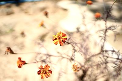 Close-up of dry flower on plant