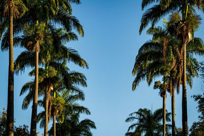 Low angle view of coconut palm trees against blue sky