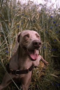 Dog looking away on field