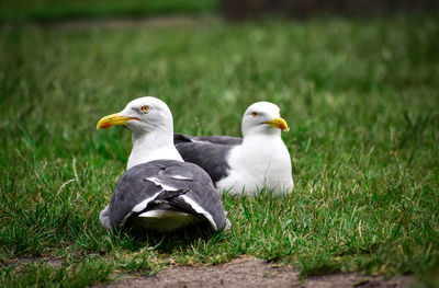 A couple of seagulls resting on the grass.