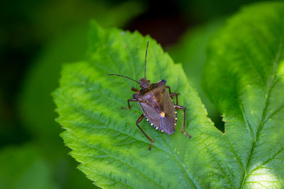 Close-up of insect on plant