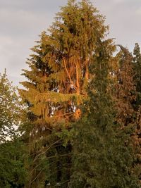 Trees by lake in forest against sky