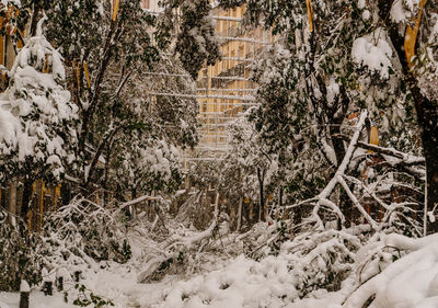 Snow covered plants and trees by building