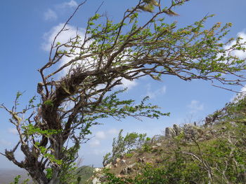 Low angle view of tree against sky