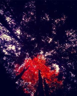 Silhouette of tree at night