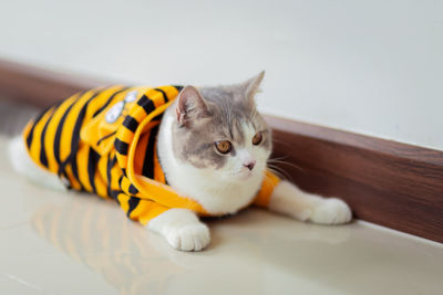 Portrait of cat resting on table