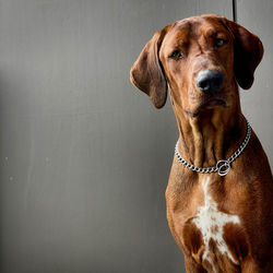 Close-up portrait of a dog