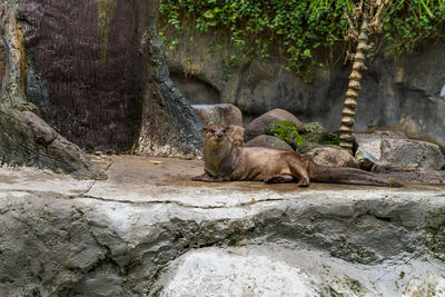 Cat relaxing on rock