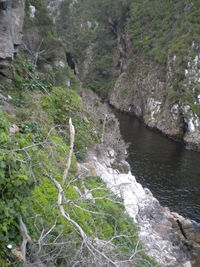 Scenic view of waterfall amidst trees