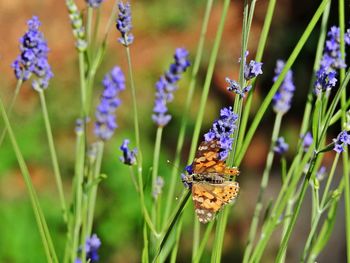 Close-up of butterfly pollinating on purple flowering plant