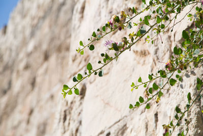 Low angle view of flowering plant against wall