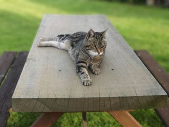 Cat relaxing on bench