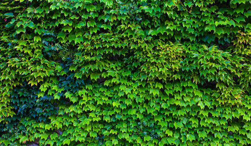 The naturel green leaves wall background. selective focus