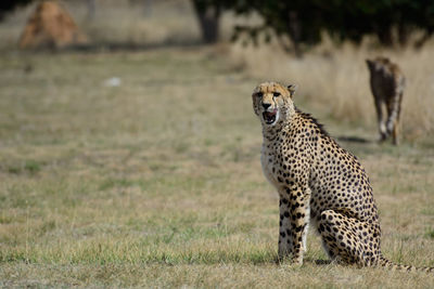 Close-up of a cat on field