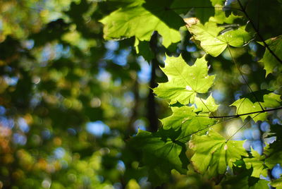 Close-up of fresh green leaves on plant