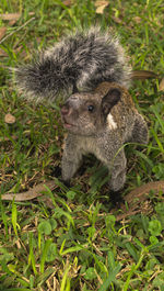 High angle view of snake on field
