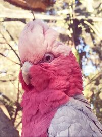 Close-up of a parrot